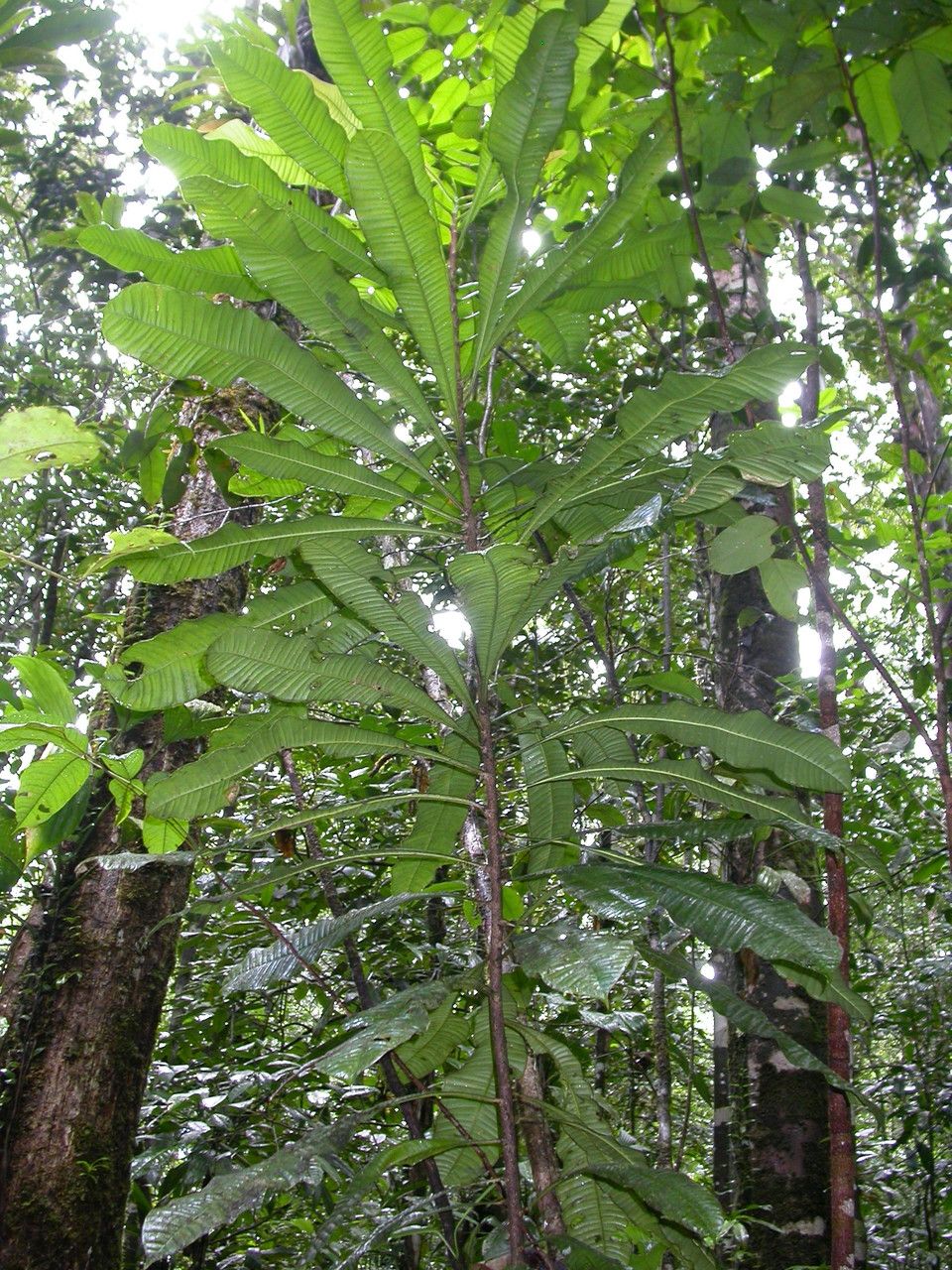 Gustavia augusta — related species from the same genus