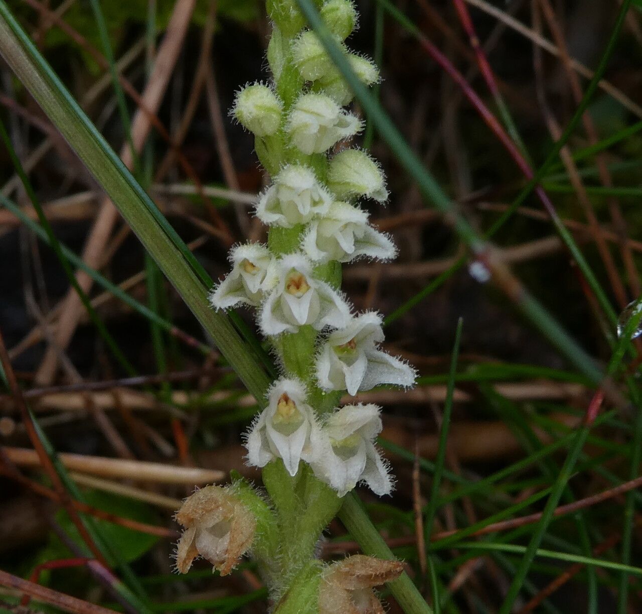 Goodyera repens flower