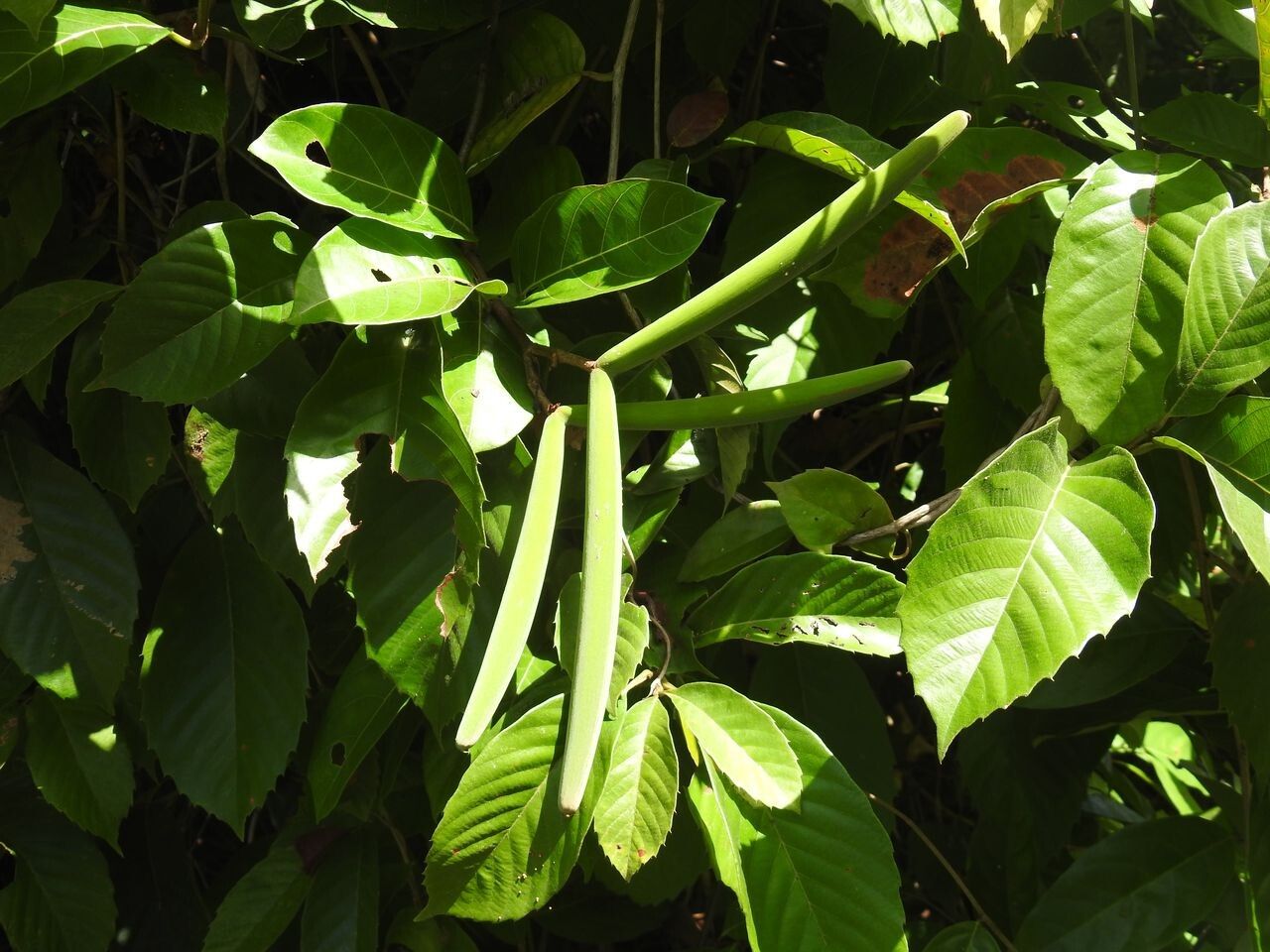 Odontadenia puncticulosa fruit