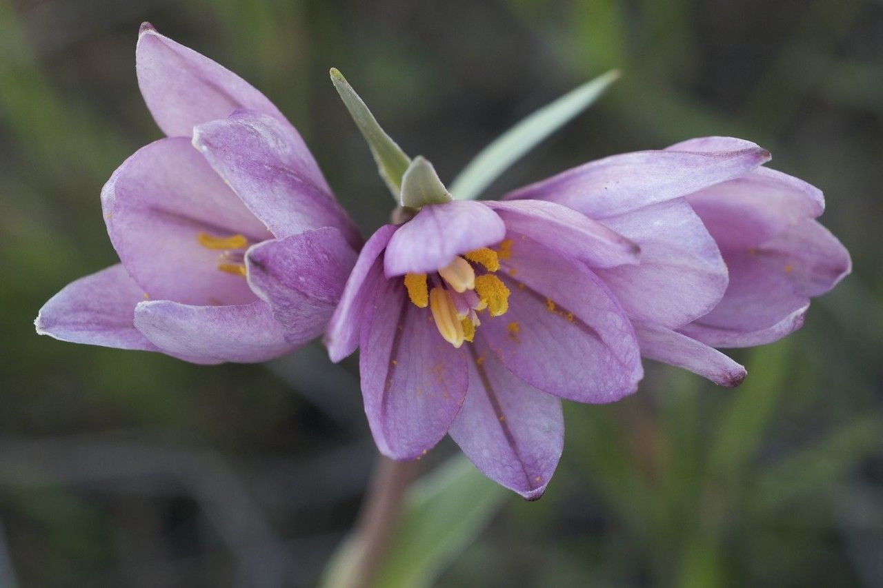 Fritillaria pluriflora — search result for 'Fritillaria'
