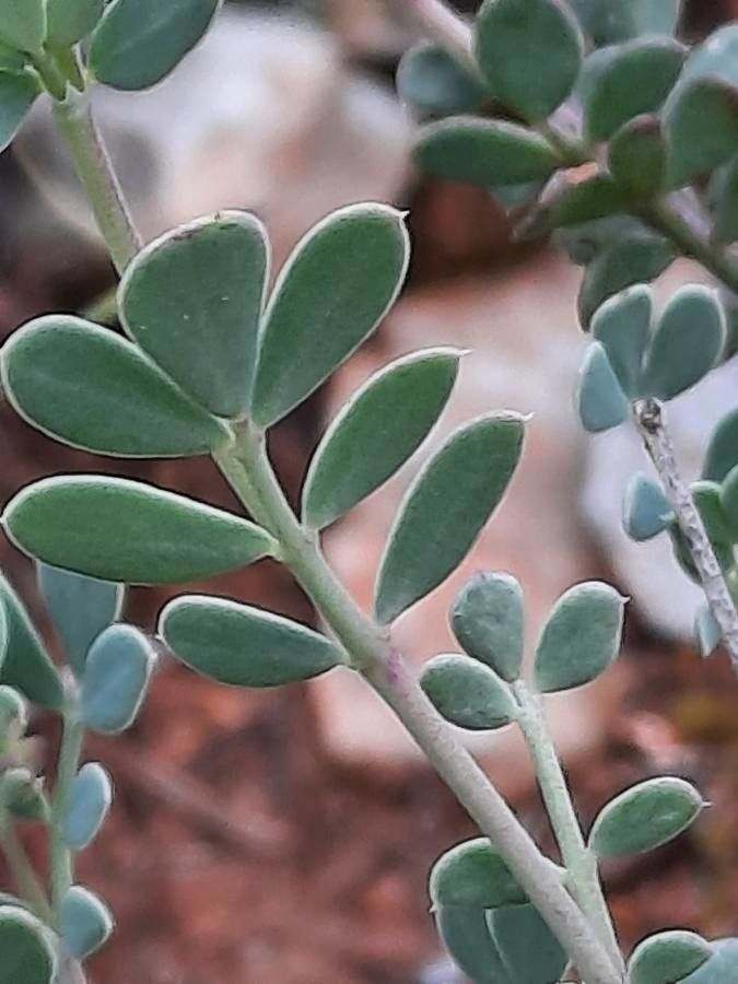 Coronilla minima — search result for 'Senna'