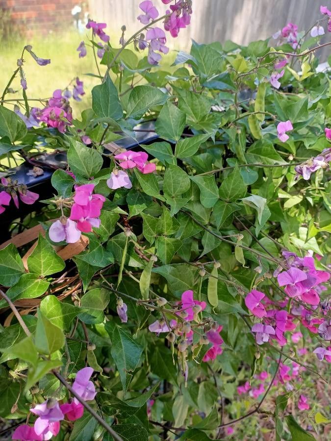 Dipogon lignosus flower