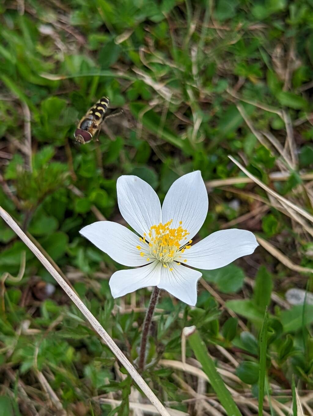 Pulsatilla scherfelii flower