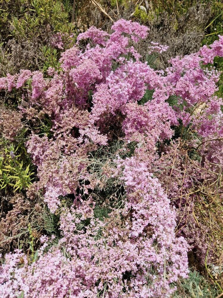 Limonium caesium — search result for 'Limonium'