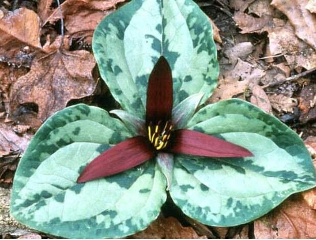 Trillium decumbens — search result for 'Trillium'