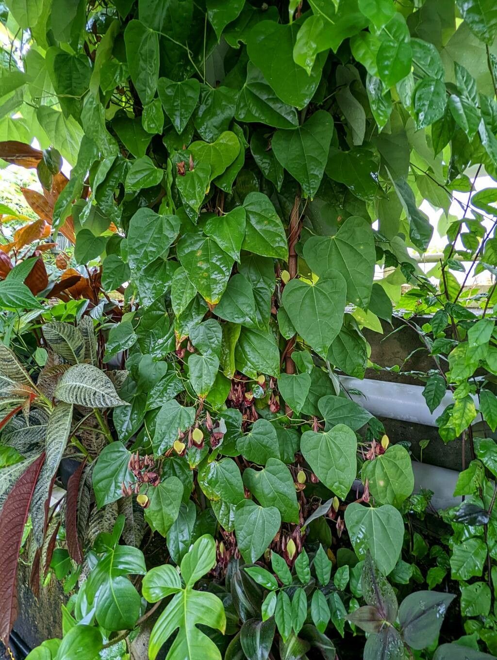 Aristolochia guentheri habit