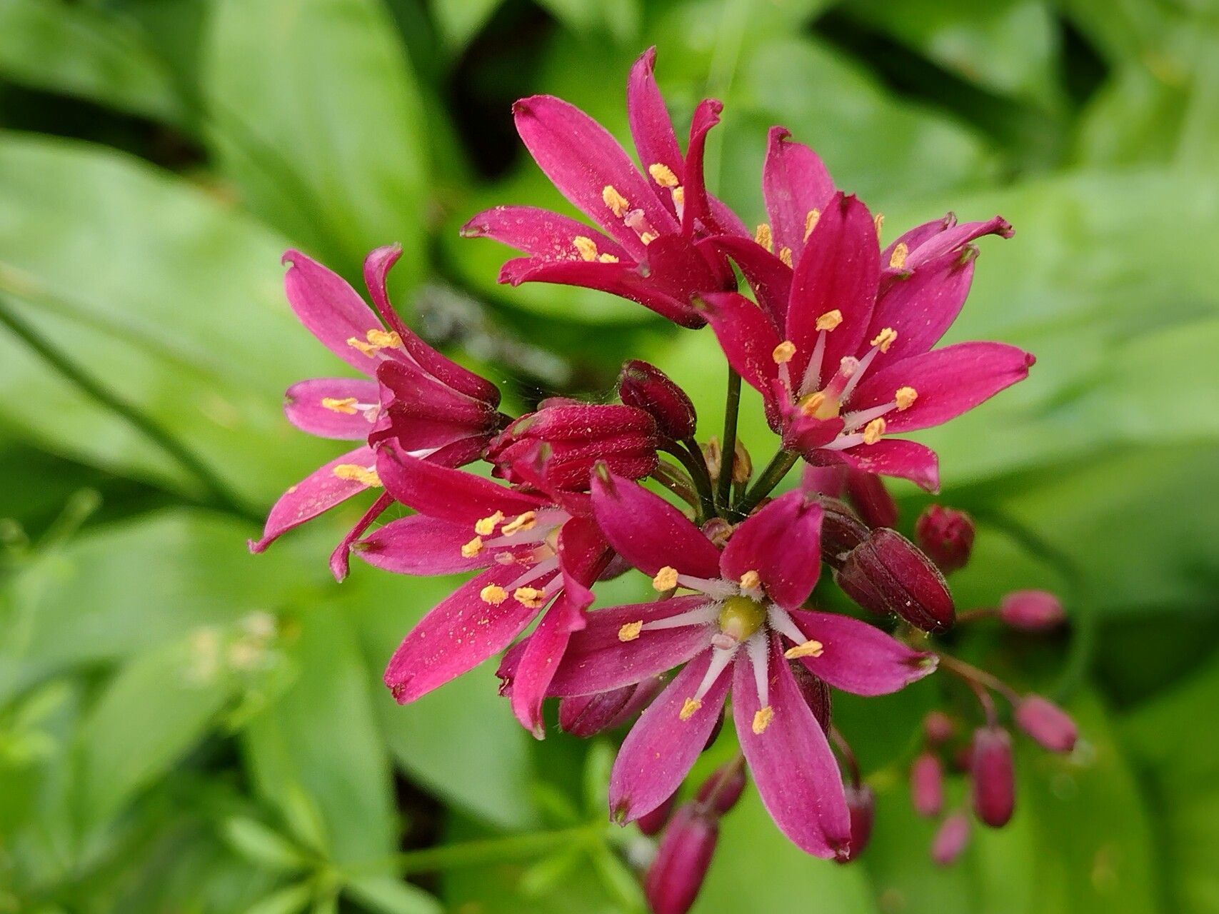 Clintonia andrewsiana flower