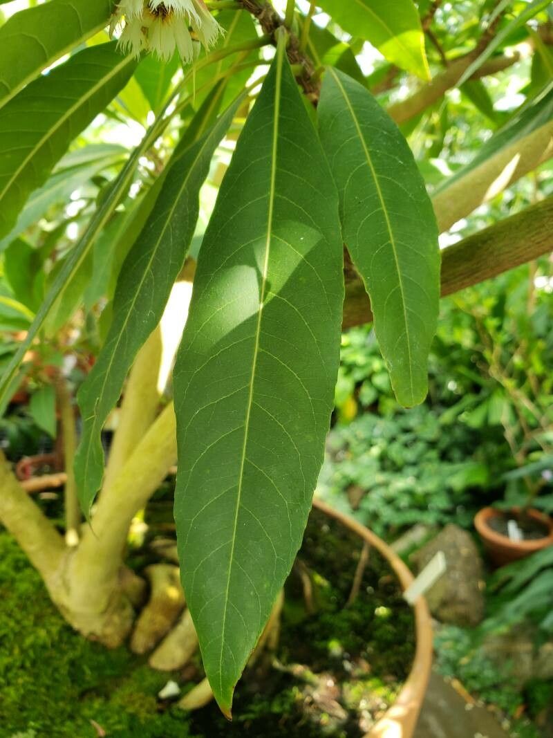 Elaeocarpus grandiflorus leaf