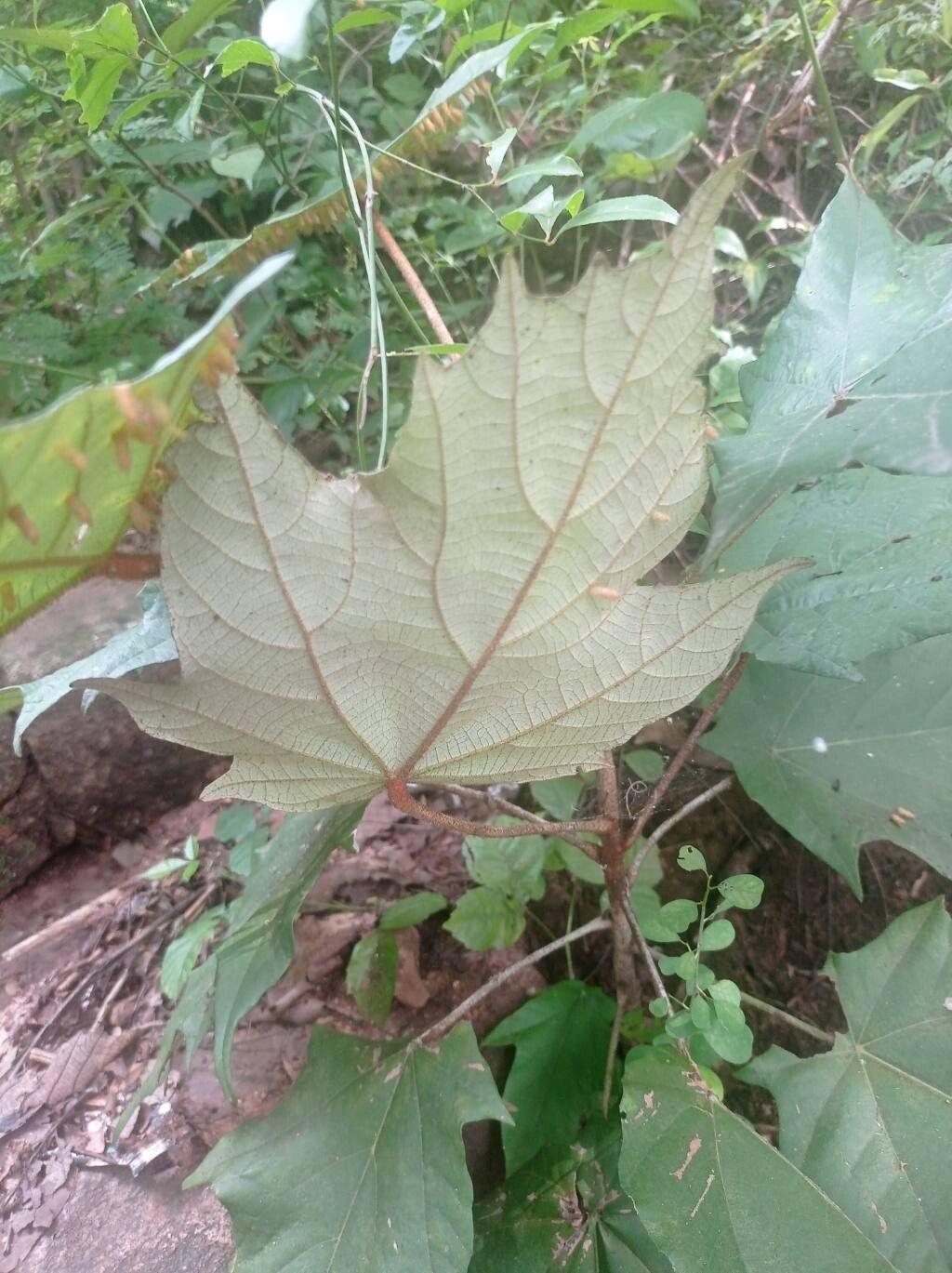 Pterospermum xylocarpum leaf