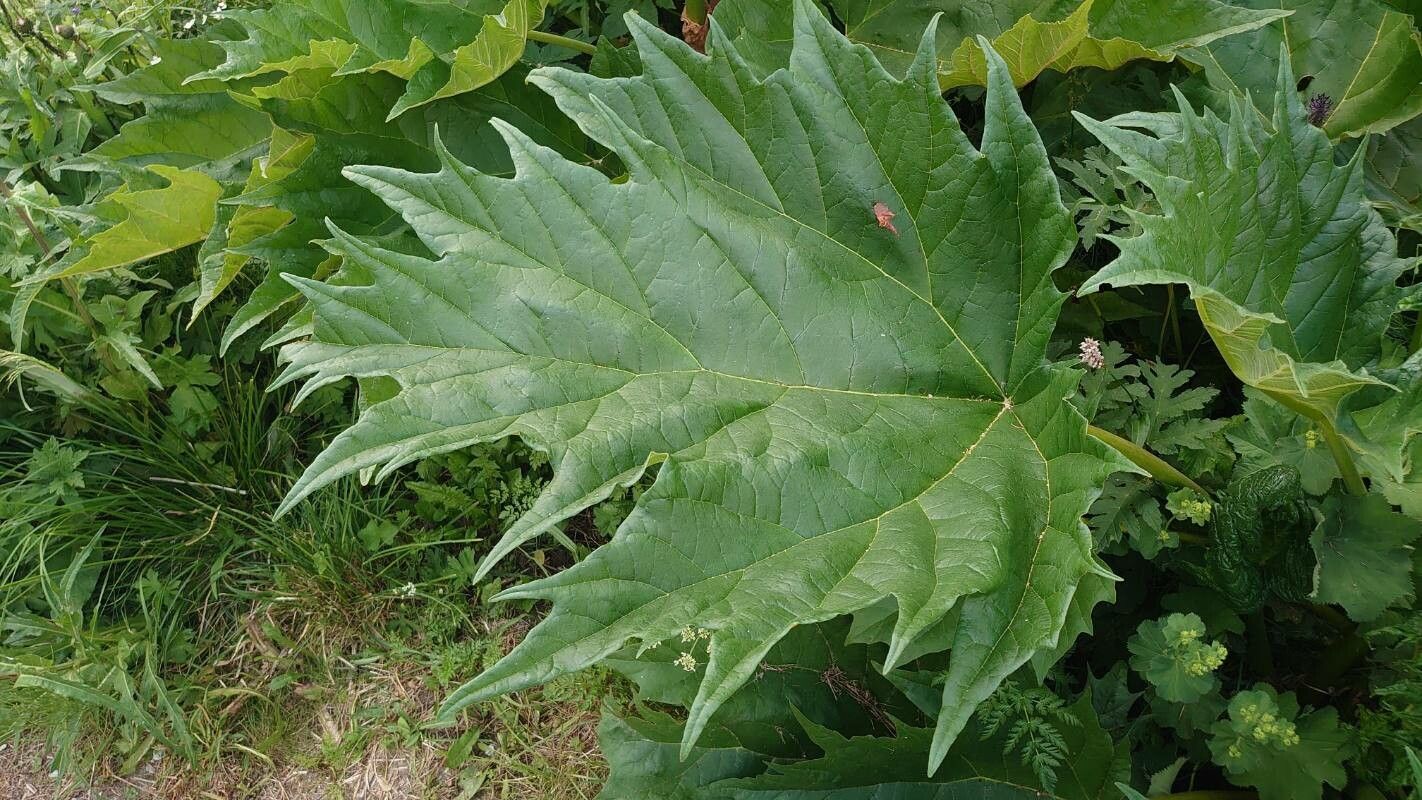 Rheum palmatum — search result for 'Rheum'