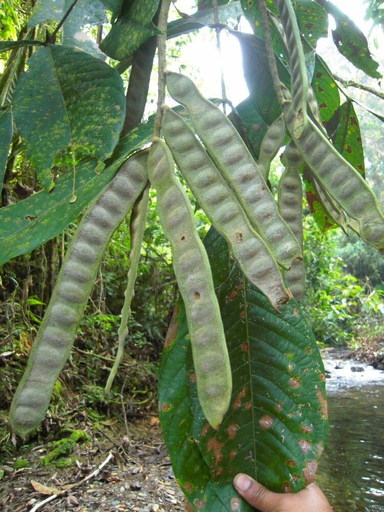 Inga multinervis — houseplant care guide