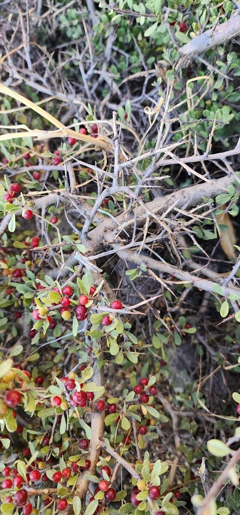 Rhamnus kurdica bark
