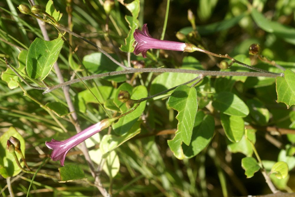 Jacquemontia solanifolia other