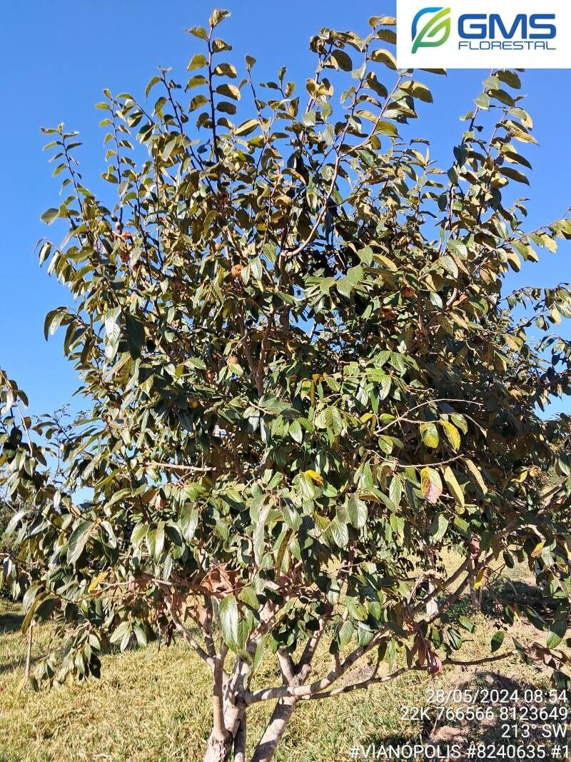Diospyros lasiocalyx habit