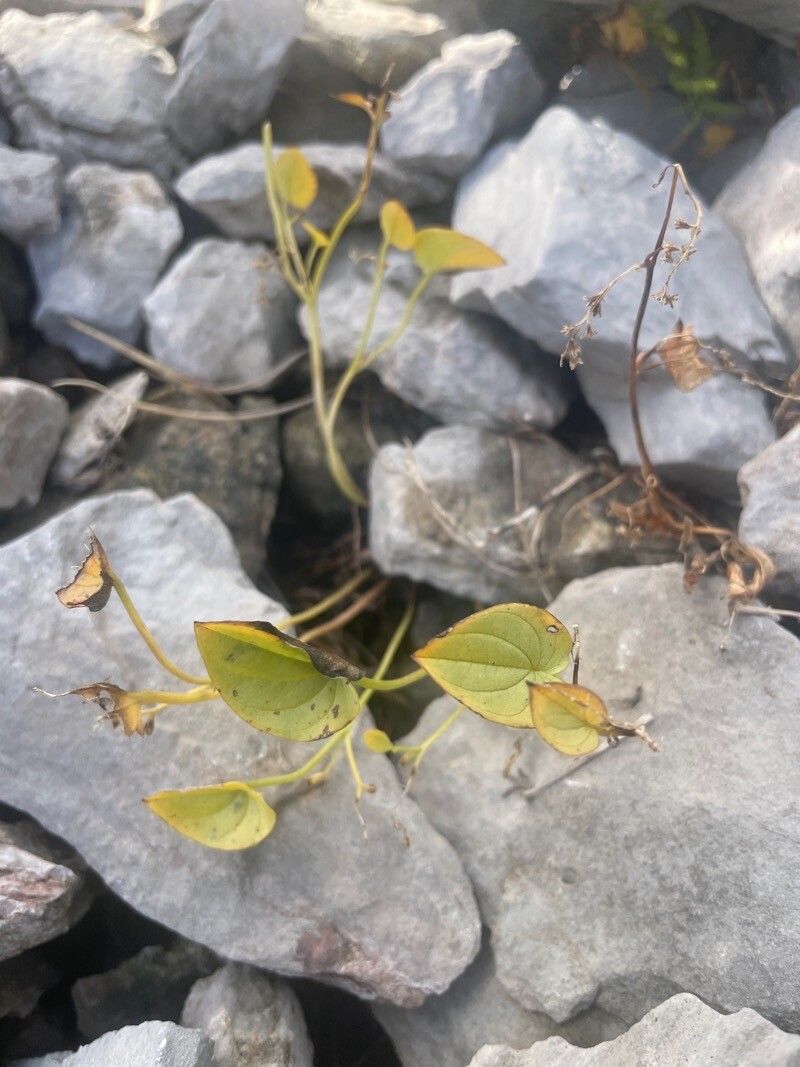 Dioscorea pyrenaica — search result for 'Dioscorea'