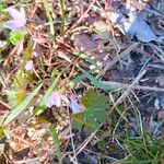 Claytonia virginica