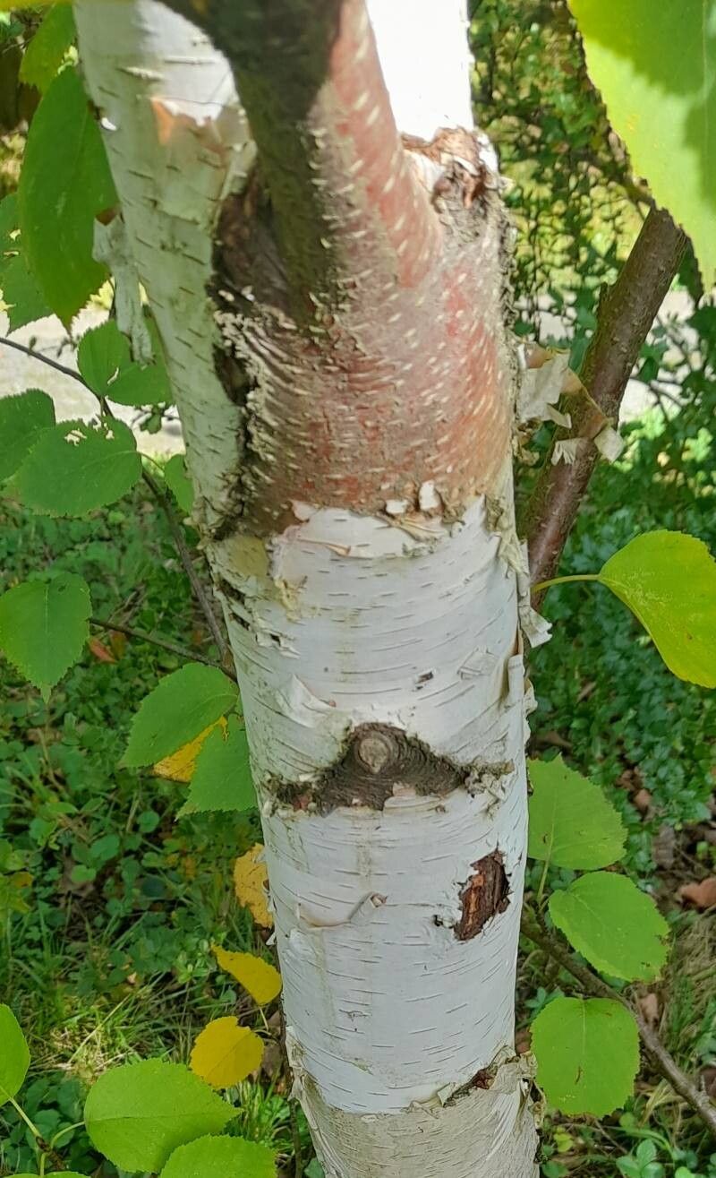 Betula cordifolia bark