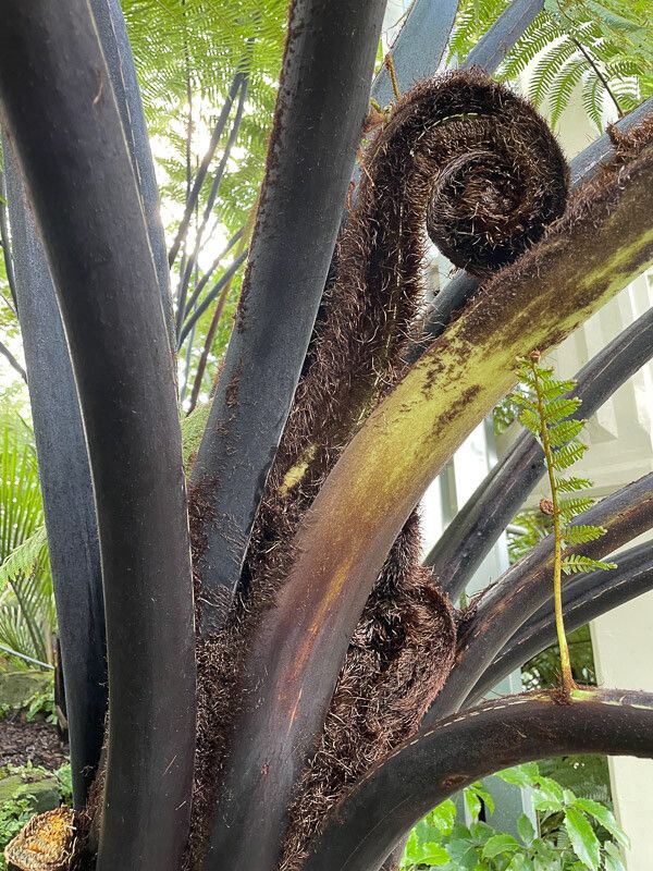 Sphaeropteris medullaris bark