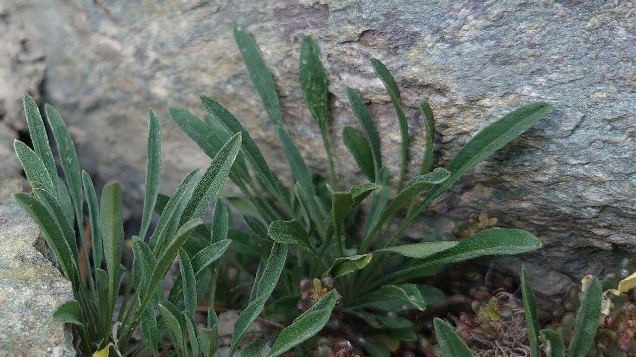 Erysimum rhaeticum leaf