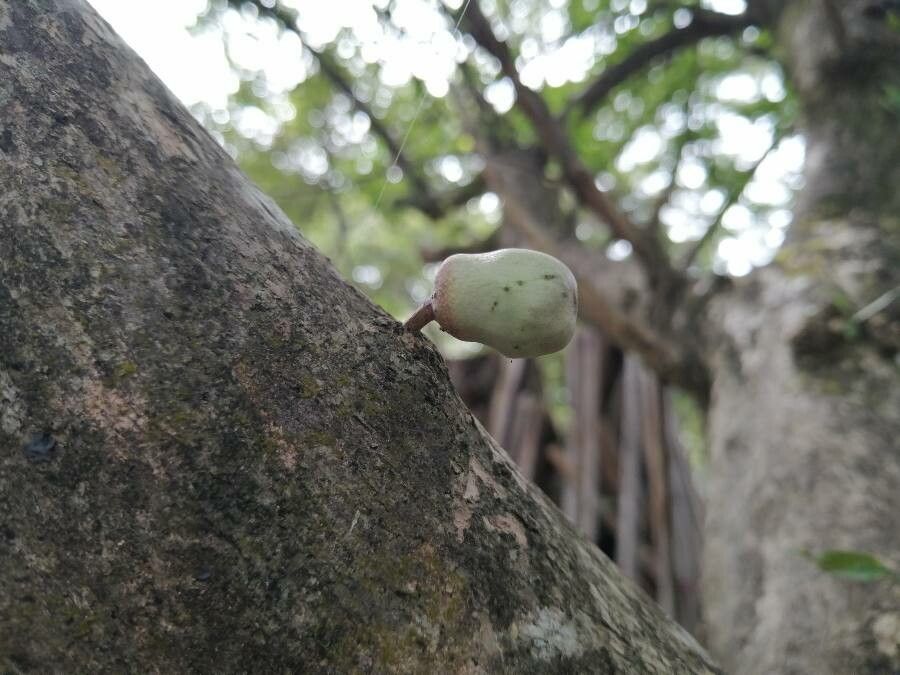 Crescentia alata flower