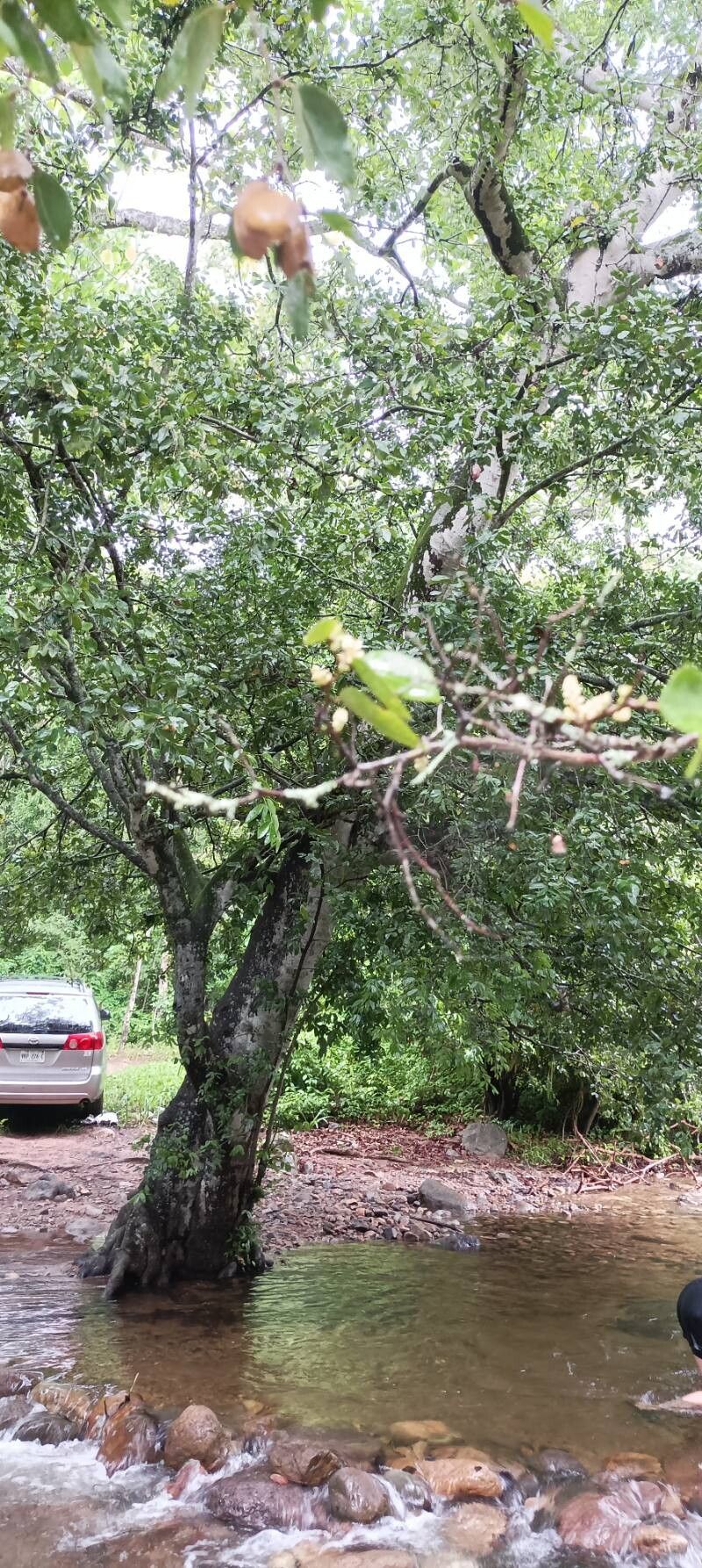 Cynometra oaxacana habit