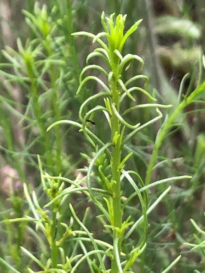 Salsola genistoides leaf