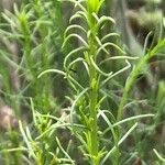 Caroxylon genistoides