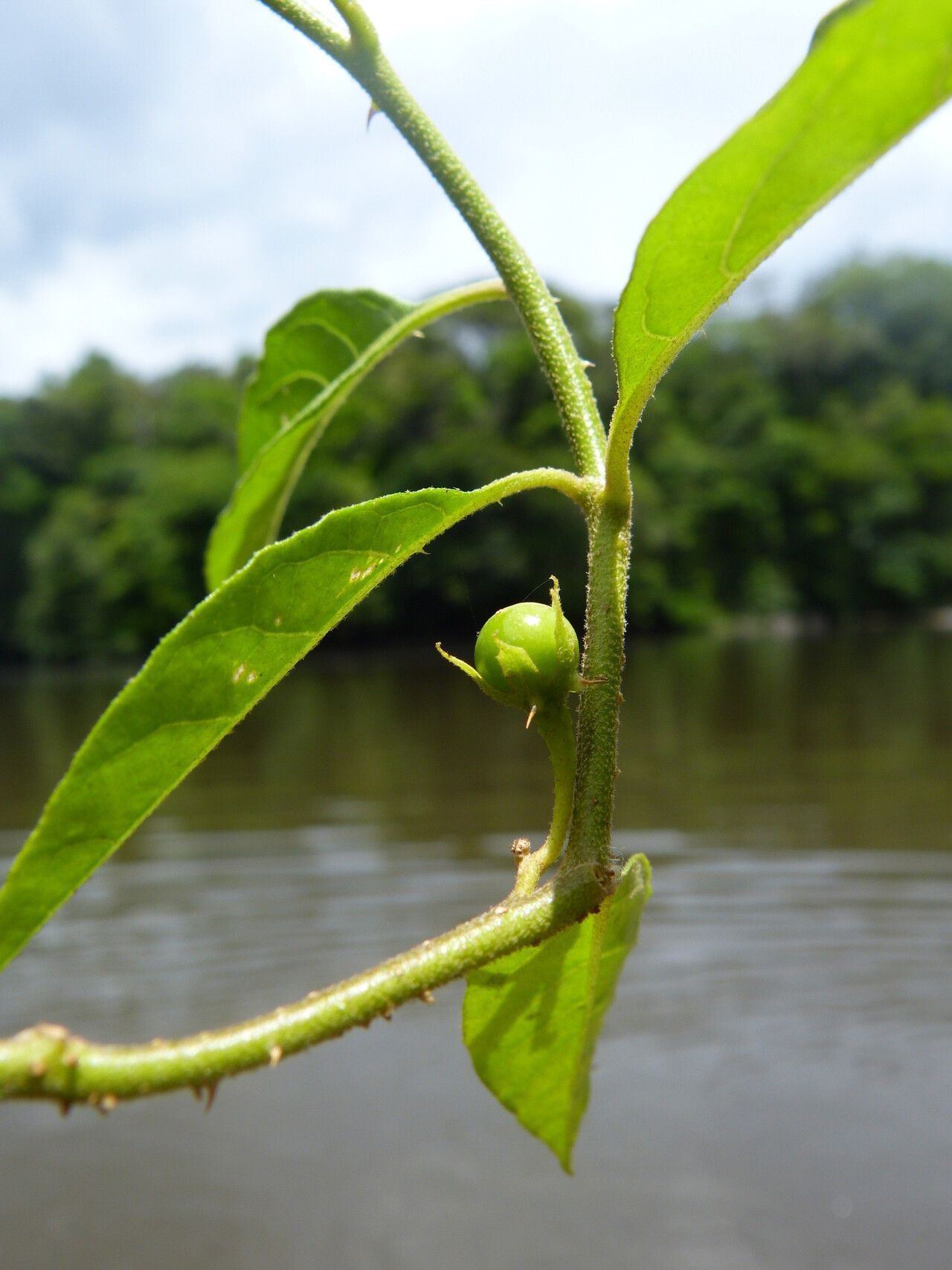 Solanum monachophyllum fruit