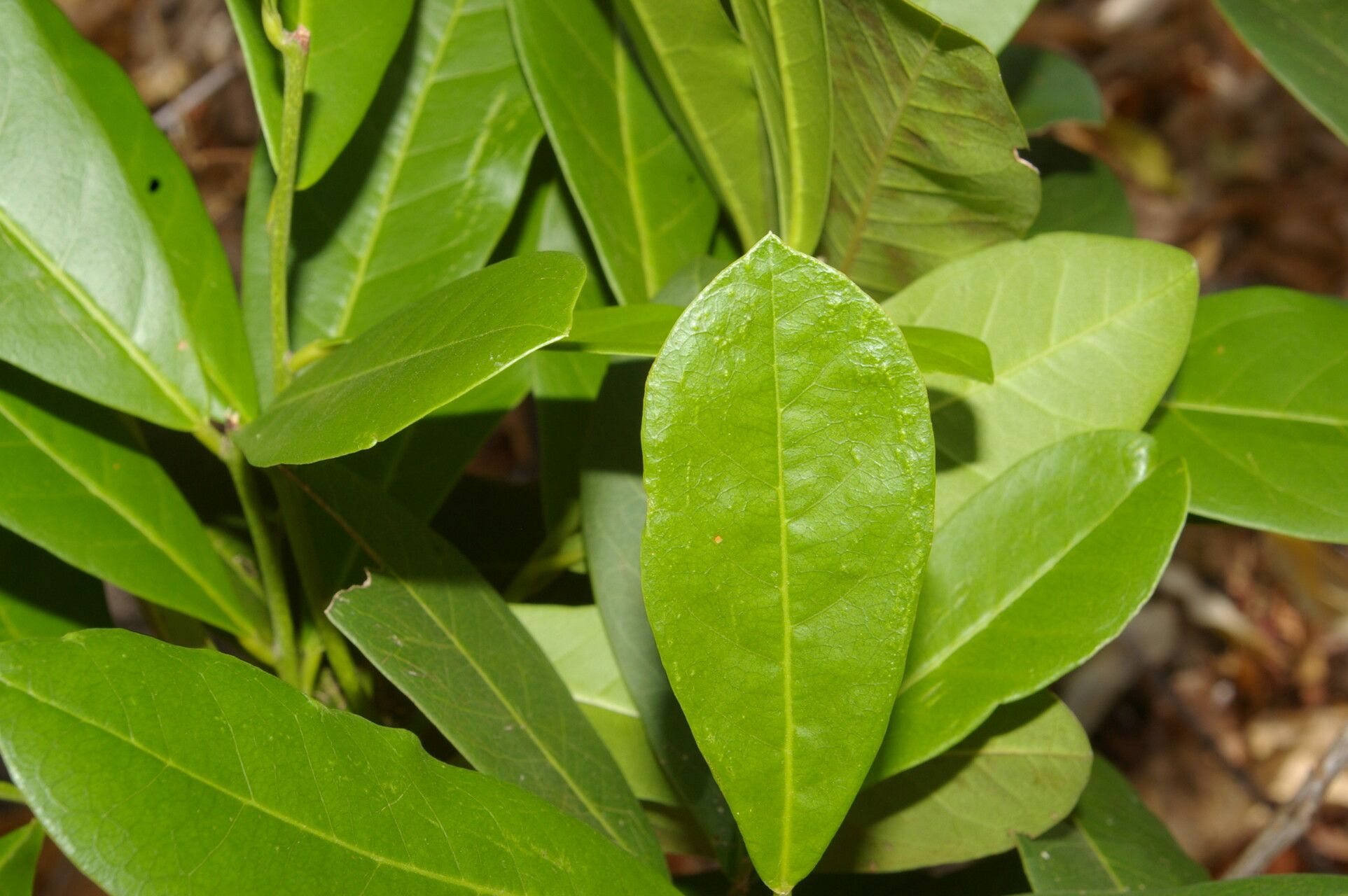 Morisonia pachaca — houseplant care guide