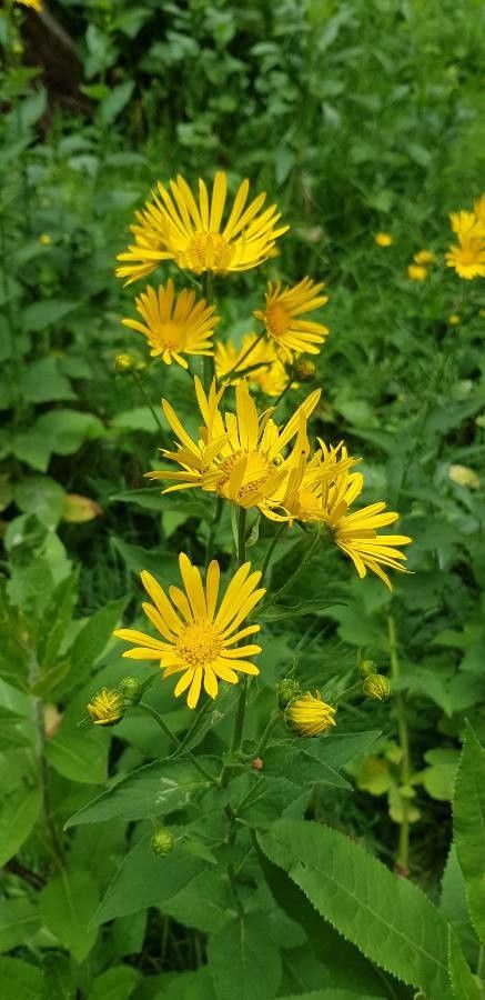 Doronicum austriacum flower