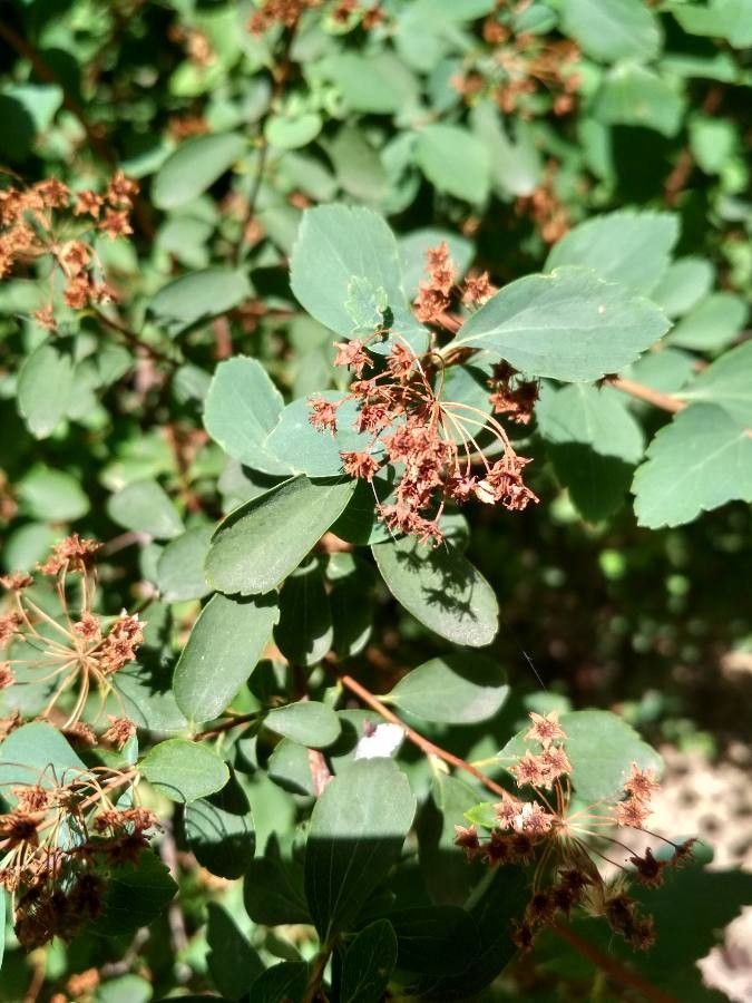 Spiraea × vanhouttei fruit