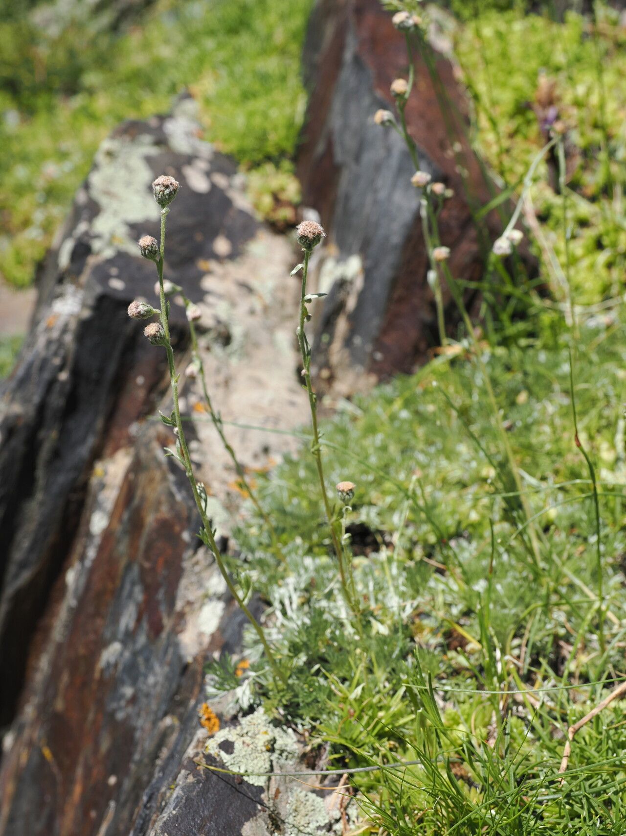 Artemisia splendens flower
