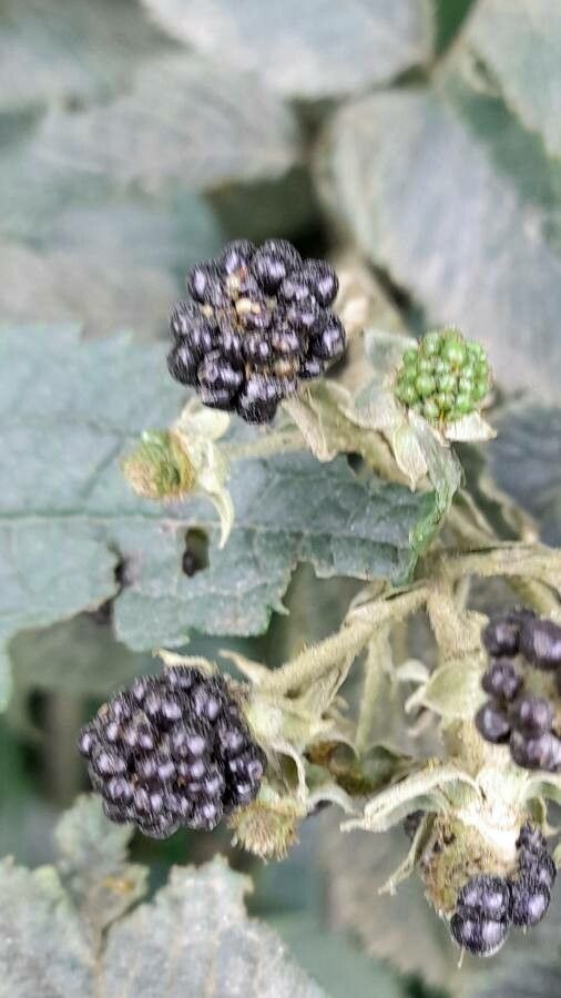 Rubus imperialis fruit