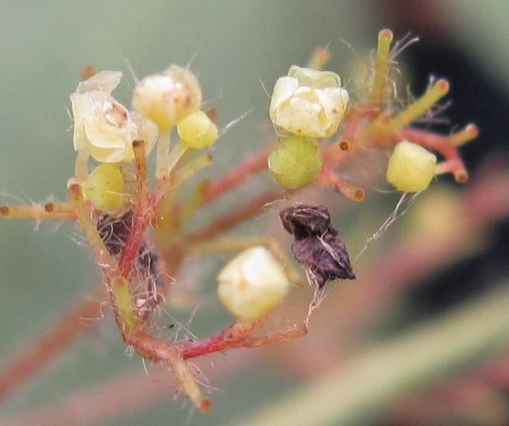 Cissampelos tropaeolifolia fruit