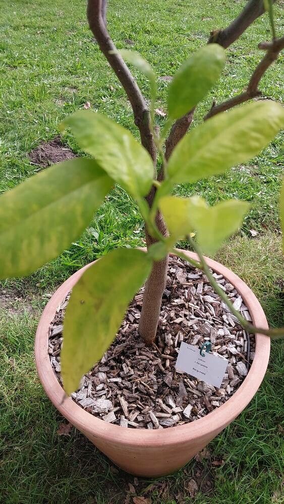 Citrus bergamia — search result for 'Citrus'