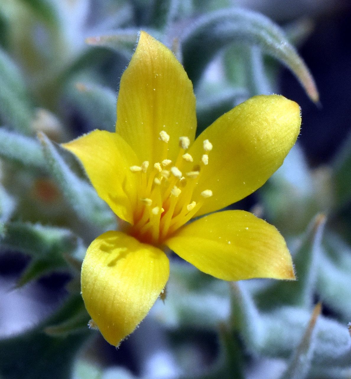 Mentzelia torreyi flower