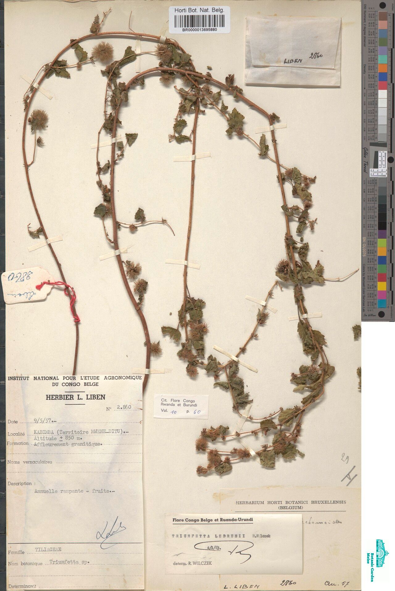 Triumfetta lebrunii — houseplant care guide