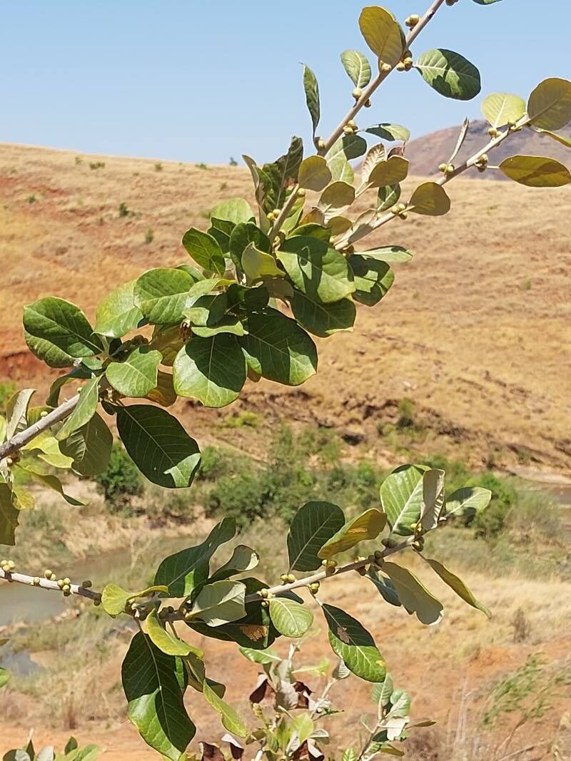 Brachylaena ramiflora other