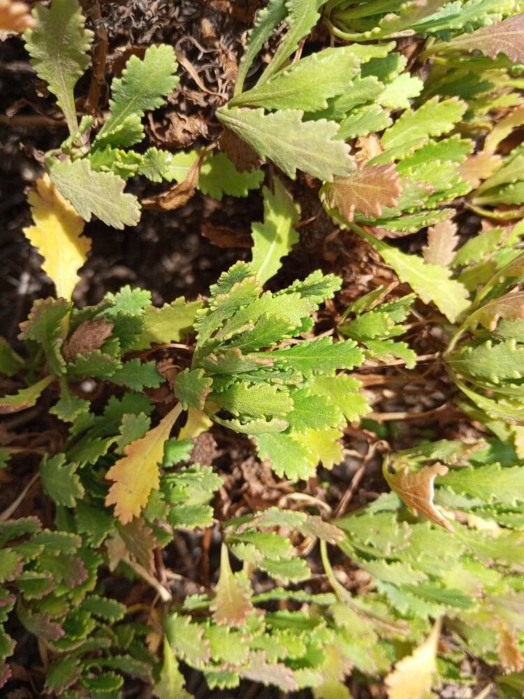 Argyranthemum thalassophilum leaf