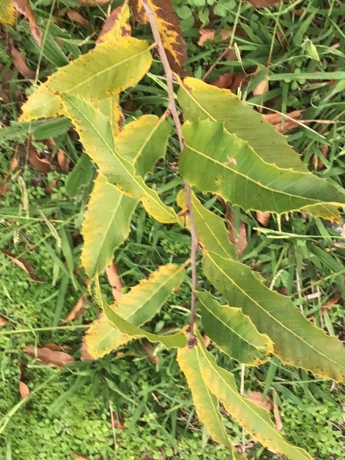 Quercus variabilis — search result for 'Quercus'