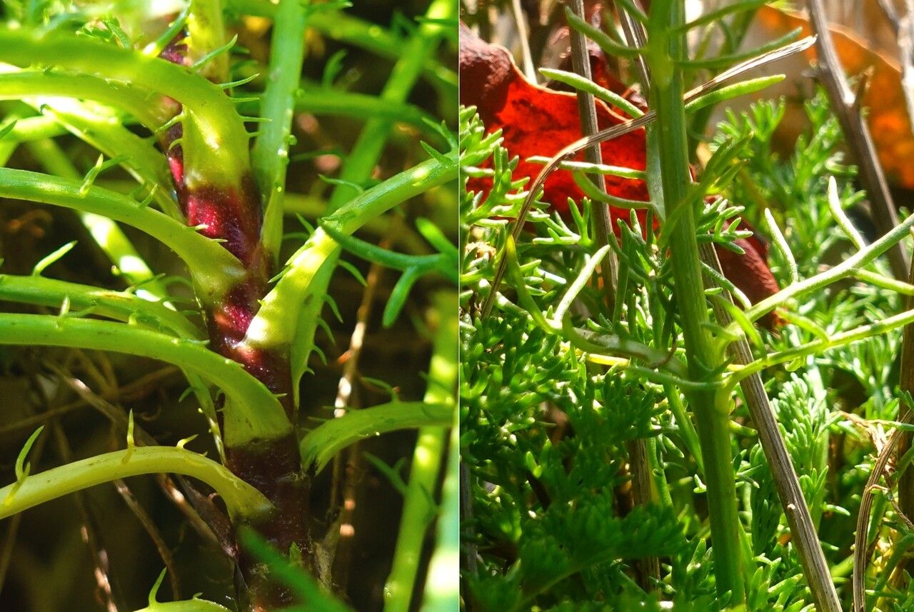 Tripleurospermum maritimum bark