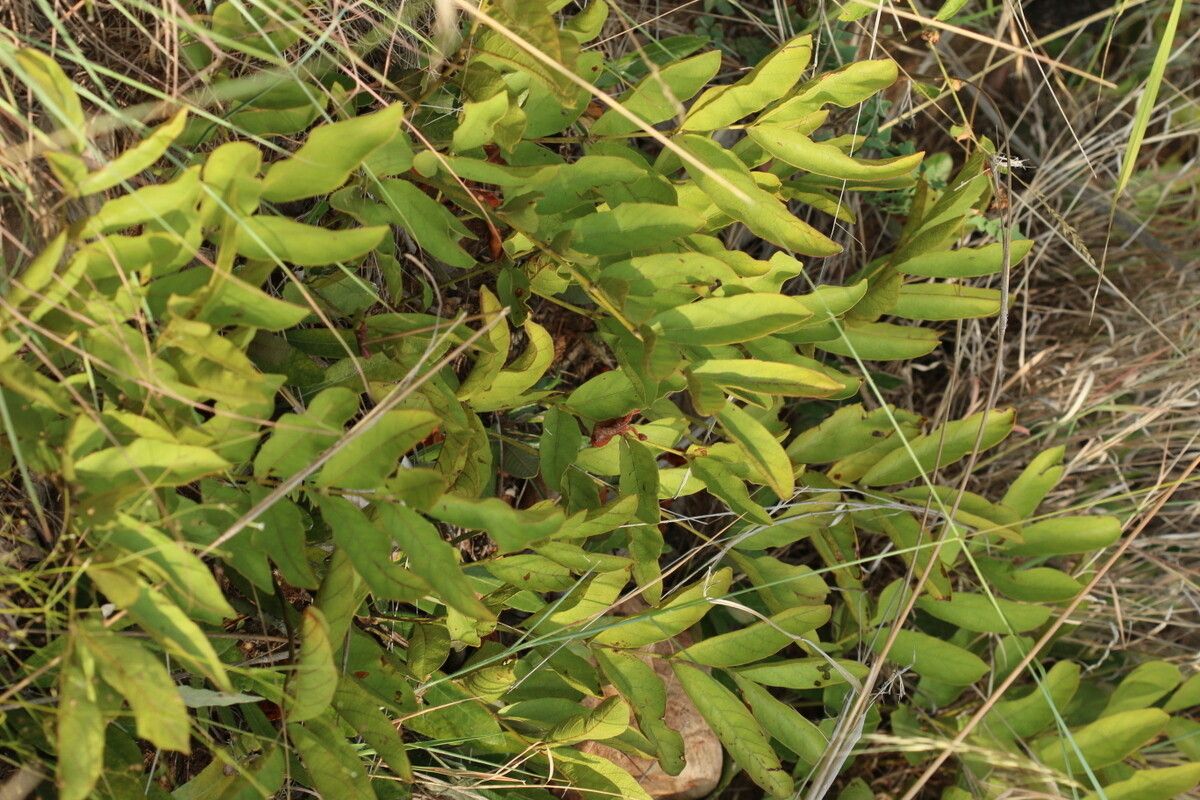 Lannea gossweileri habit