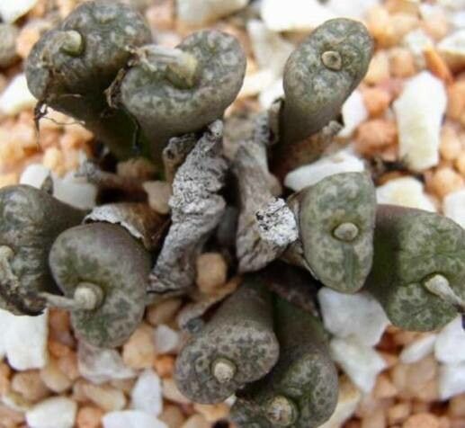 Conophytum pellucidum leaf