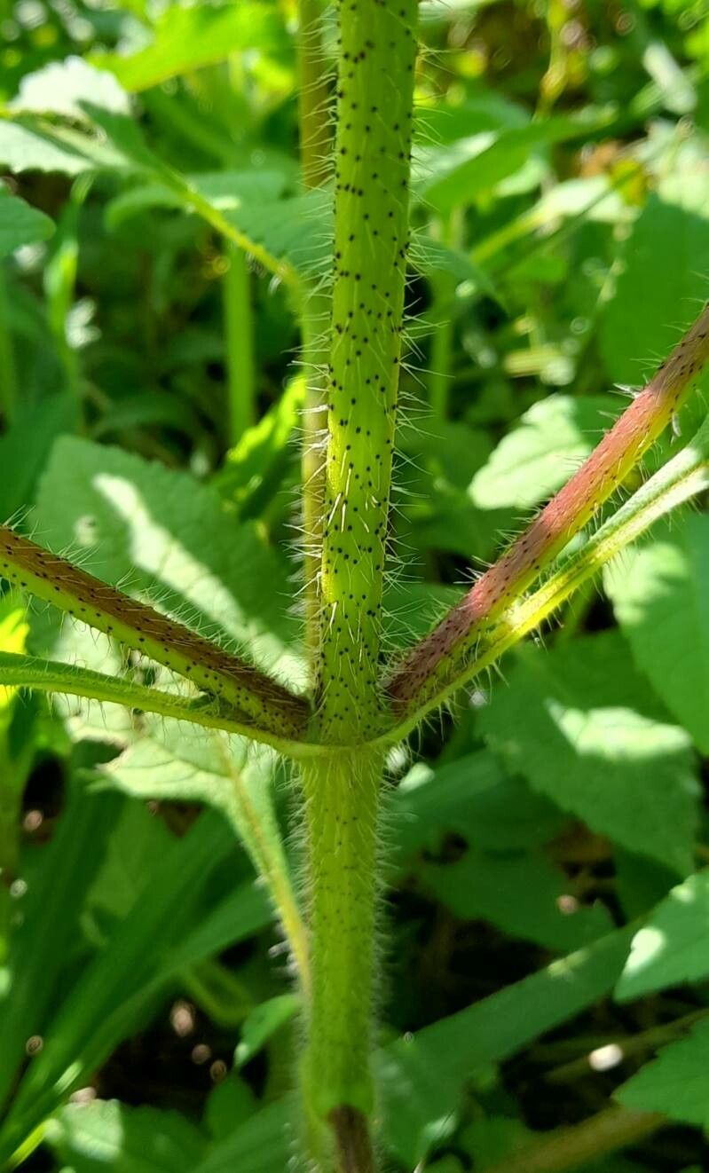 Wedelia subvelutina bark