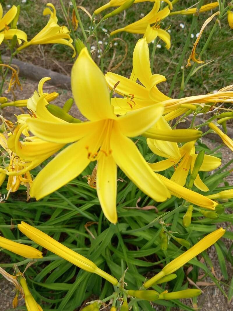 Hemerocallis forrestii flower