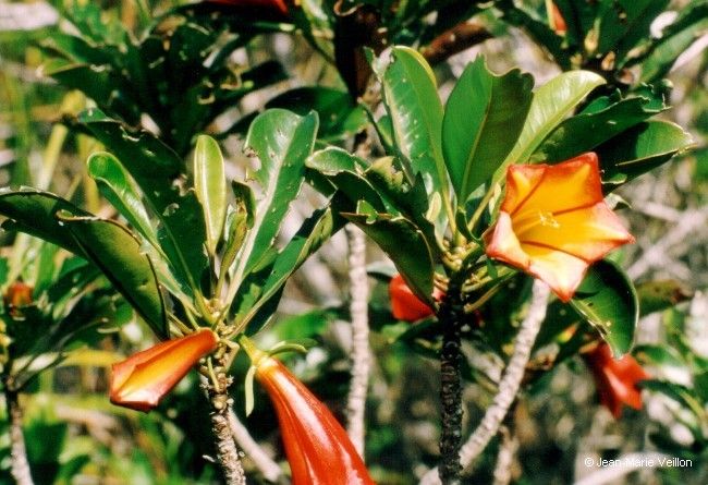 Thiollierea laureana flower