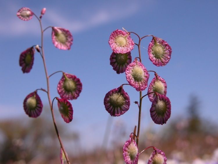 Thysanocarpus radians fruit