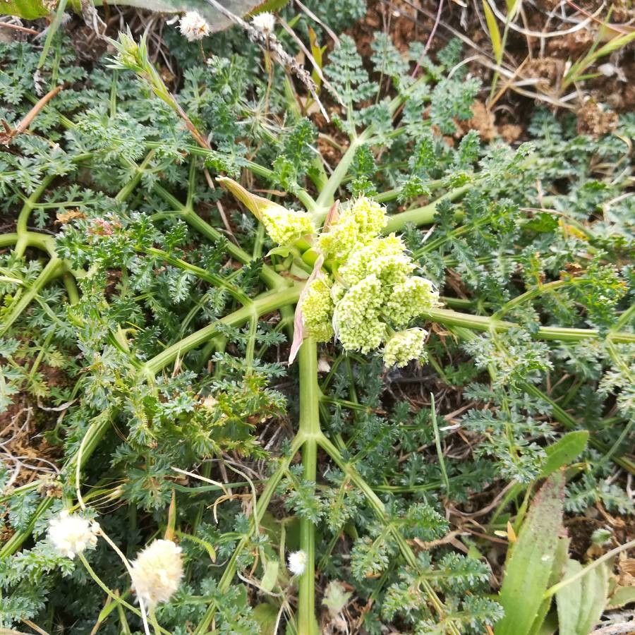 Lomatium dasycarpum leaf