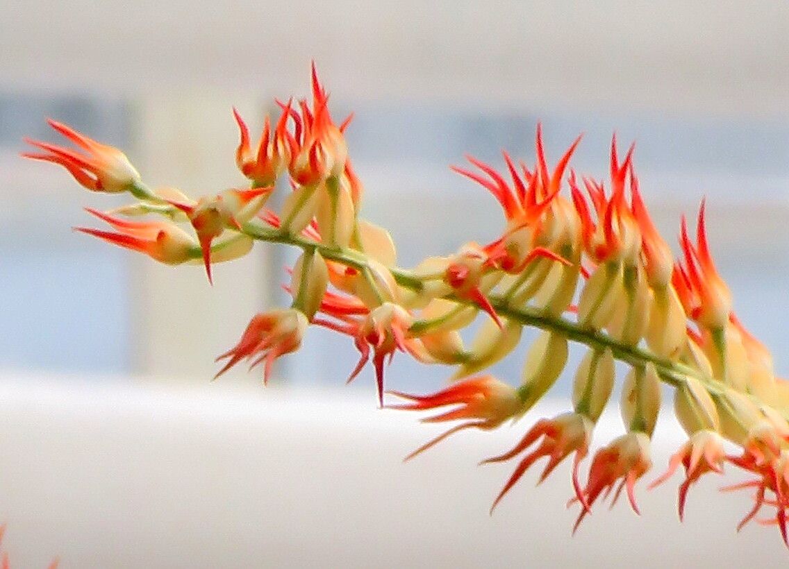 Coelogyne kopfii flower