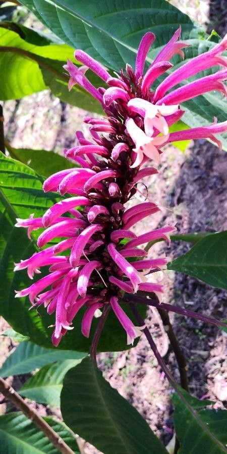 Phlogacanthus curviflorus flower